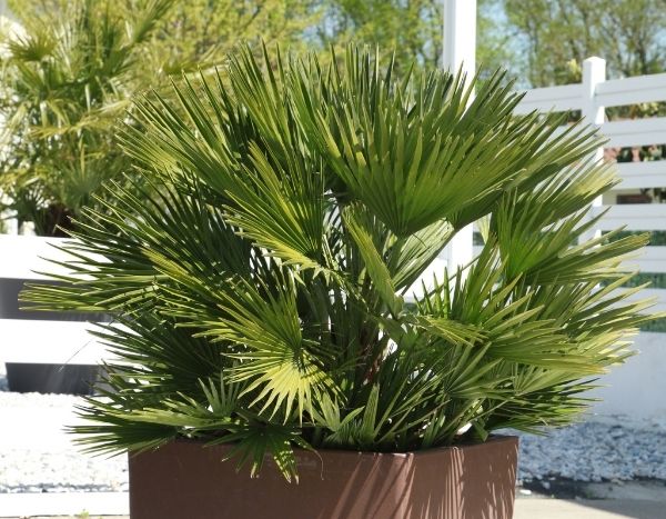 ¿Cuándo y cómo trasplantar una palmera enana?