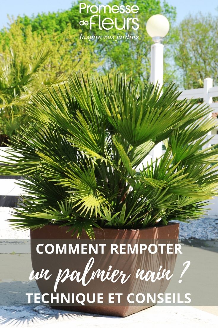 palmera enana en macetas