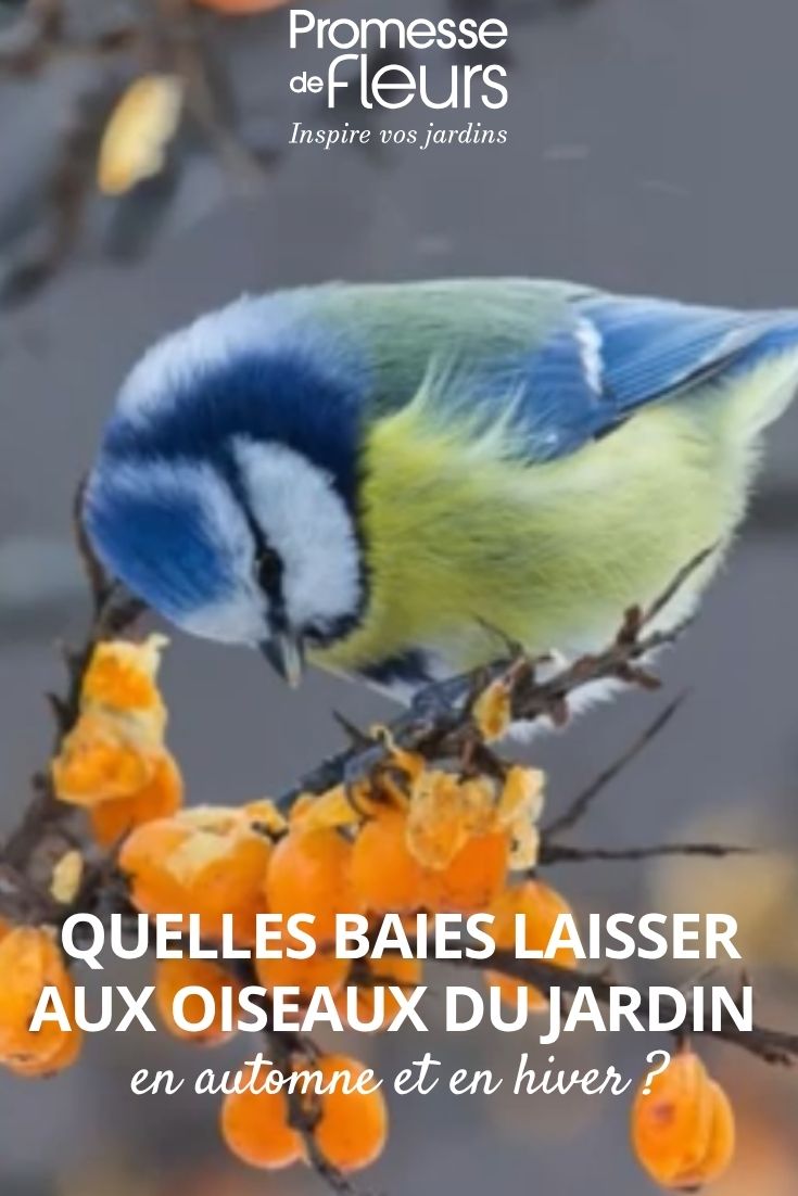 bayas para los pájaros