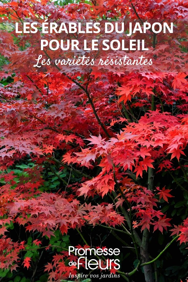 arce japonés Bloodgood (Acer palmatum)
