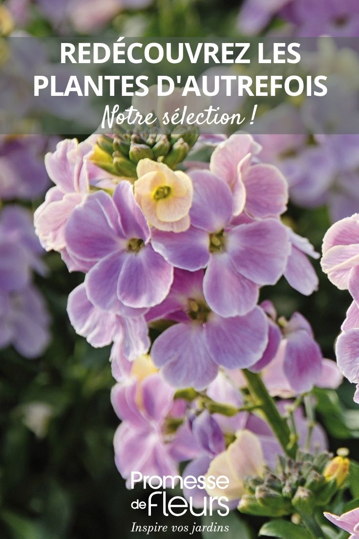 flores de Erysimum