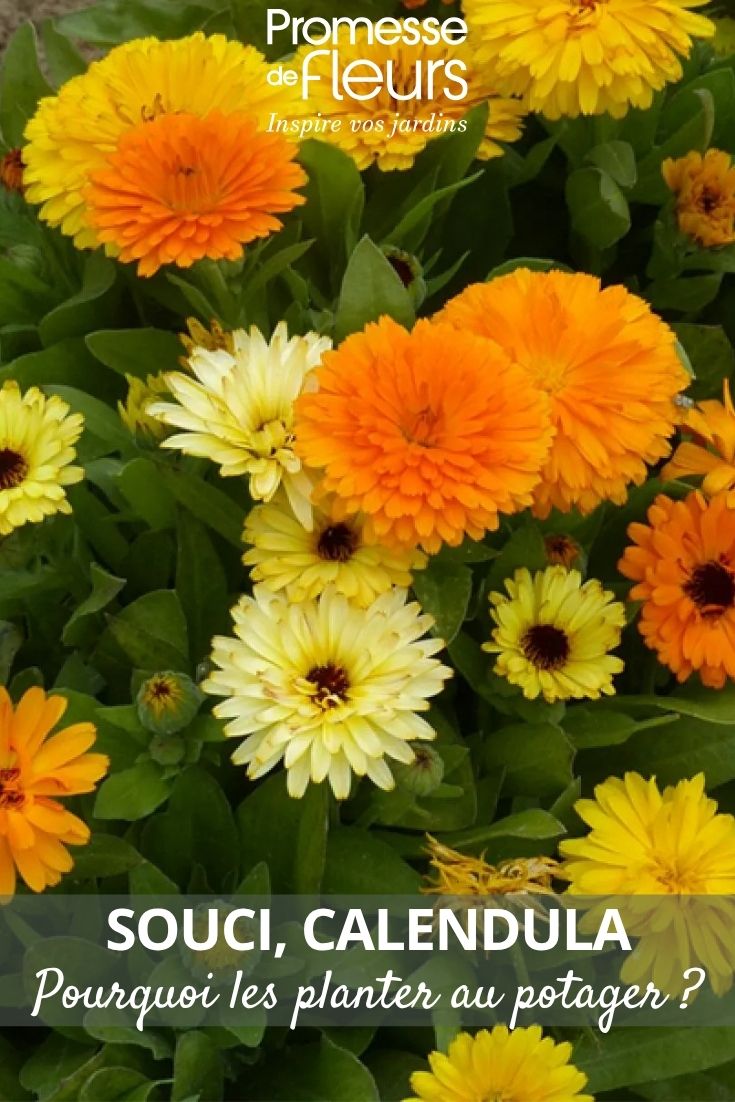 flores de caléndula