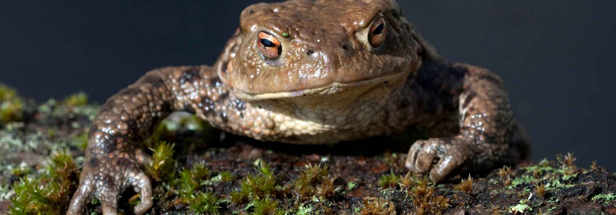 ¿Cómo ayudar a las ranas y a los sapos a pasar el invierno?