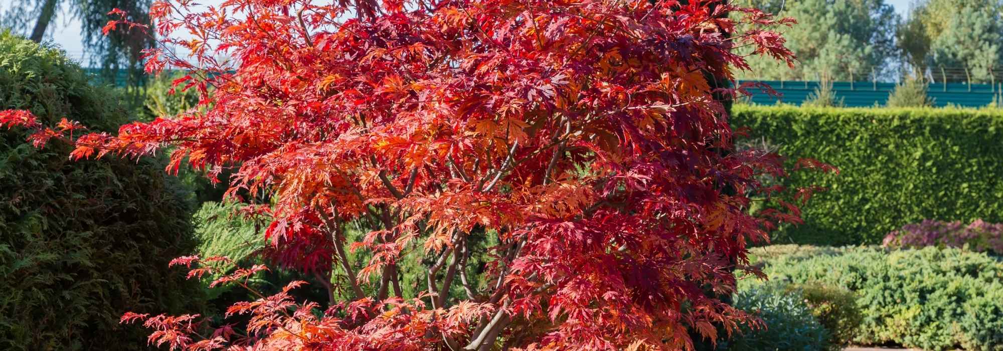 ¿Qué arces japoneses toleran el sol?