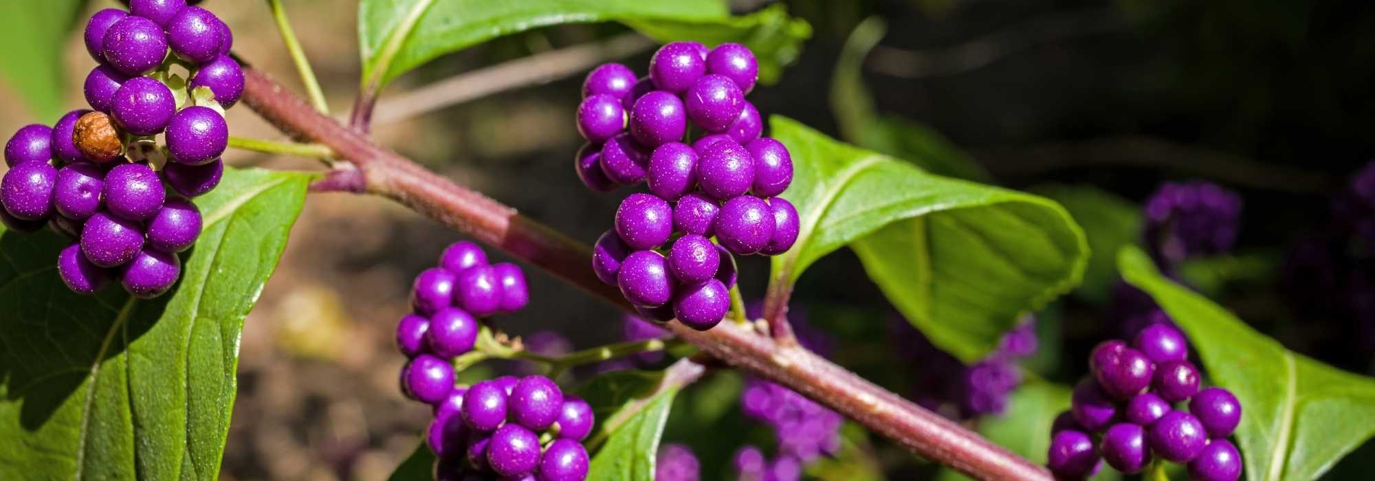¿Qué Callicarpa elegir para tu jardín?