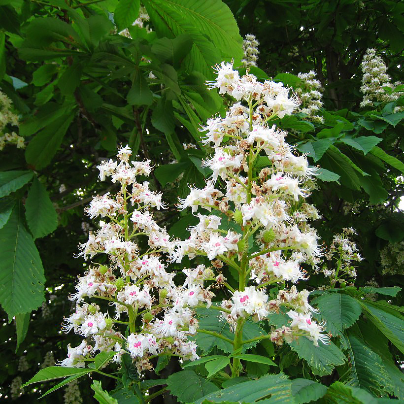 Aesculus - Castaño de Indias