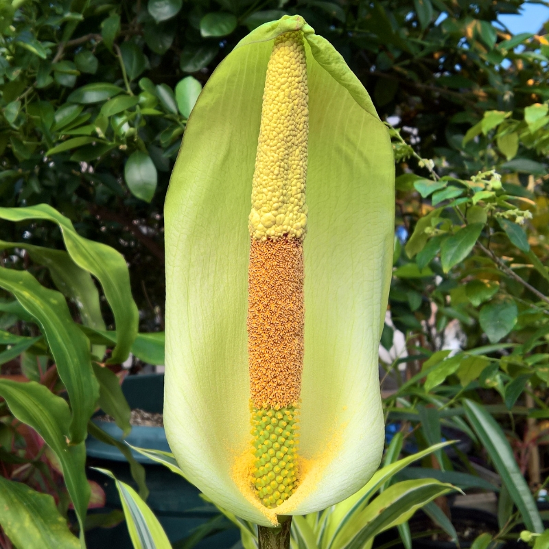 Amorphophallus - Flor cadáver