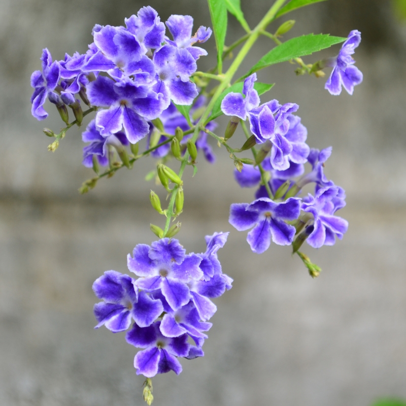 Arbustos exóticos con flores azules