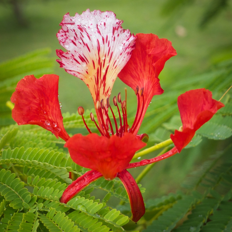 Arbustos exóticos con flores rojas