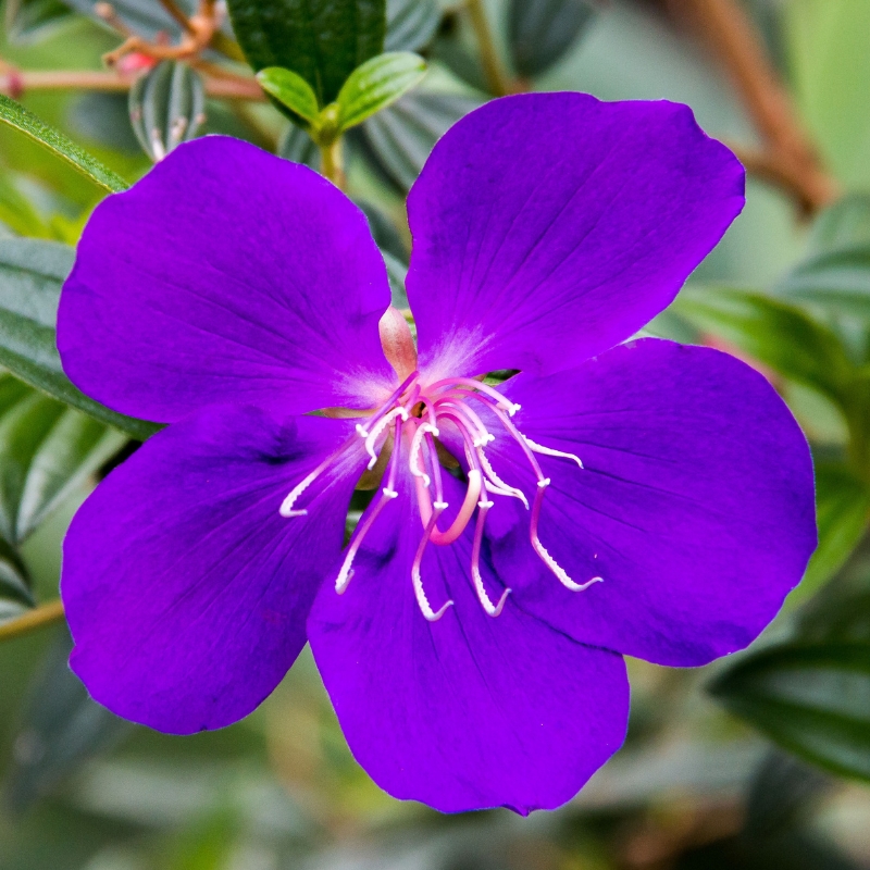 Arbustos exóticos con flores violetas