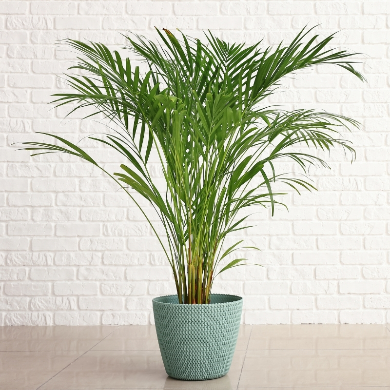 Areca - Palmera