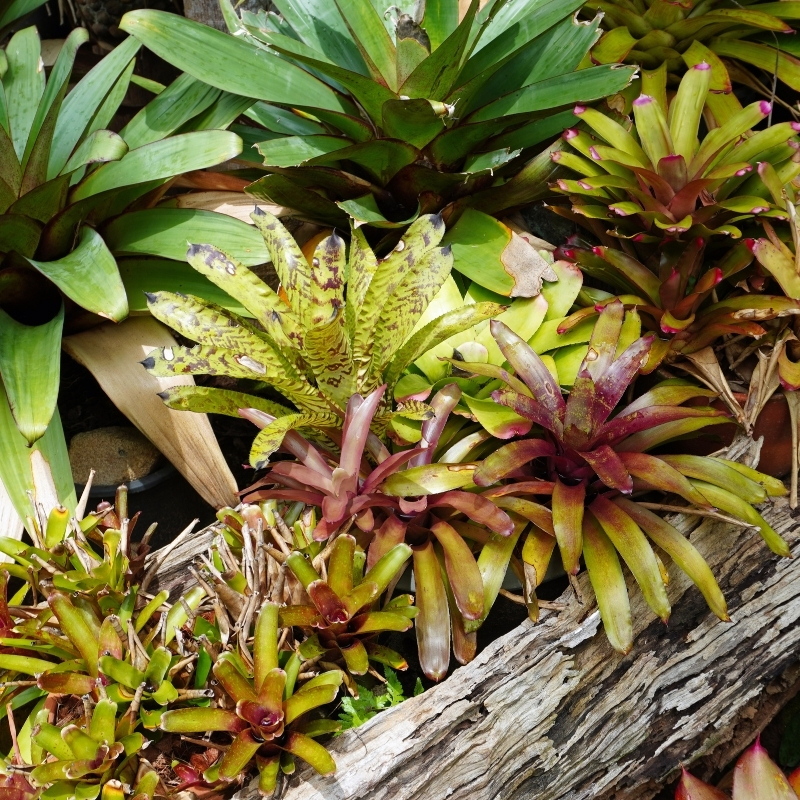 Bromeliáceas de interior