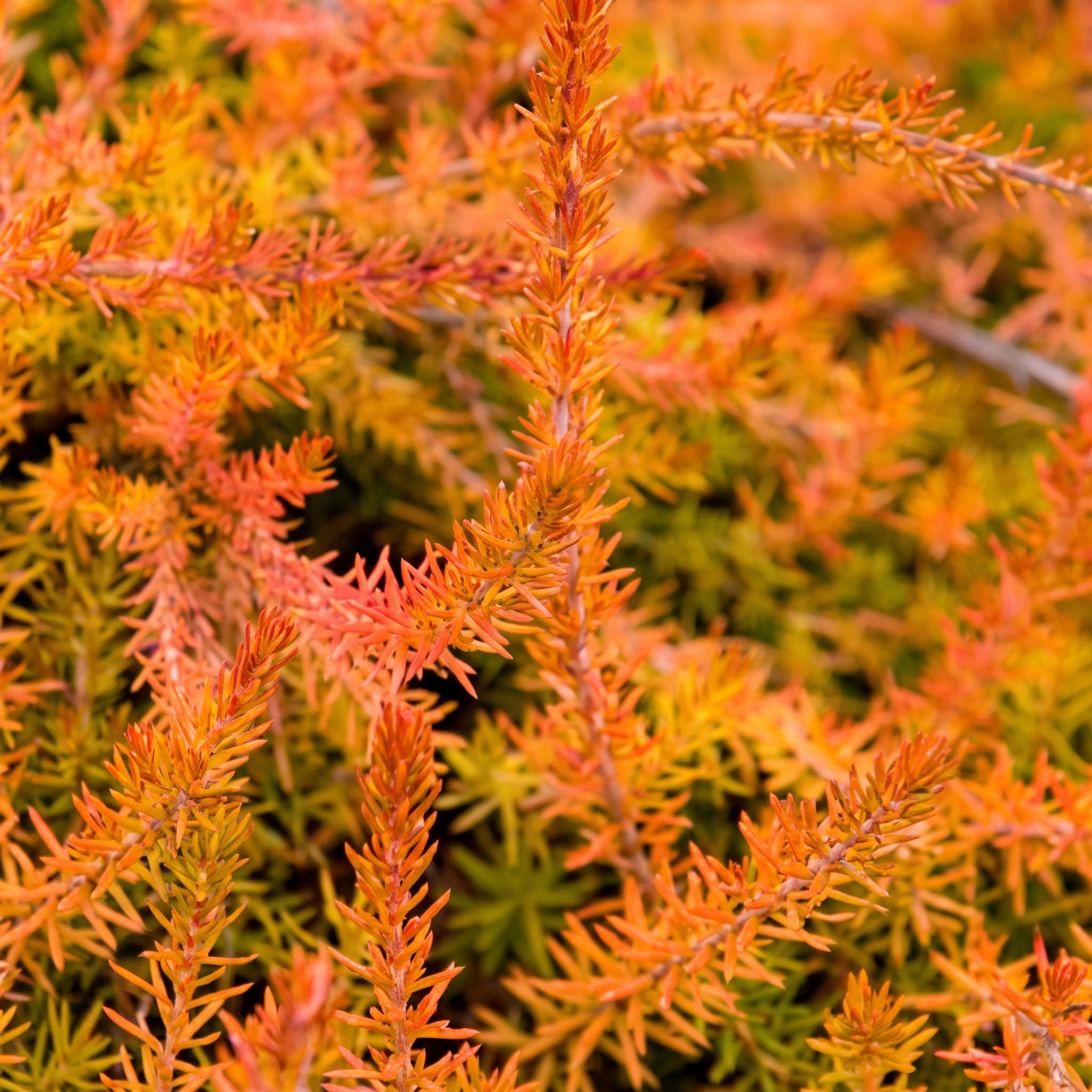 Brezos de follaje naranja, cobre o bronce