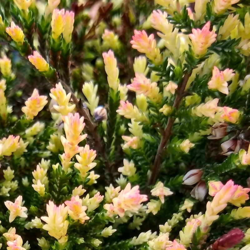 Brezos de follaje variegado