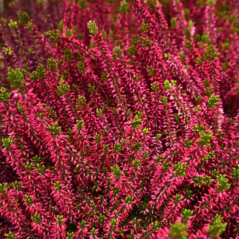Brezos de flor roja
