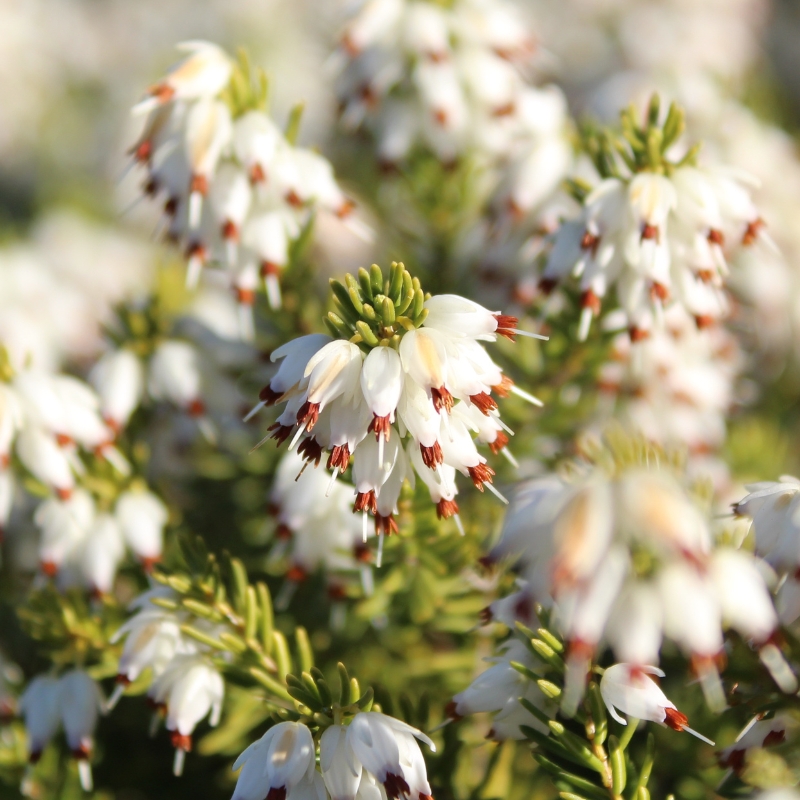 Brezos de flor blanca