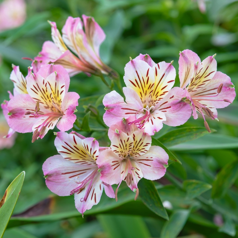 Bulbos de verano rosas