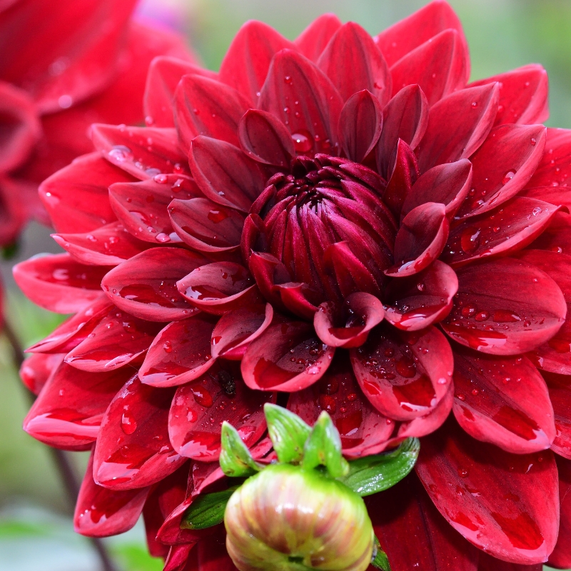 Bulbos de verano rojos