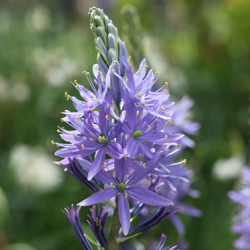 Bulbos de flores azules