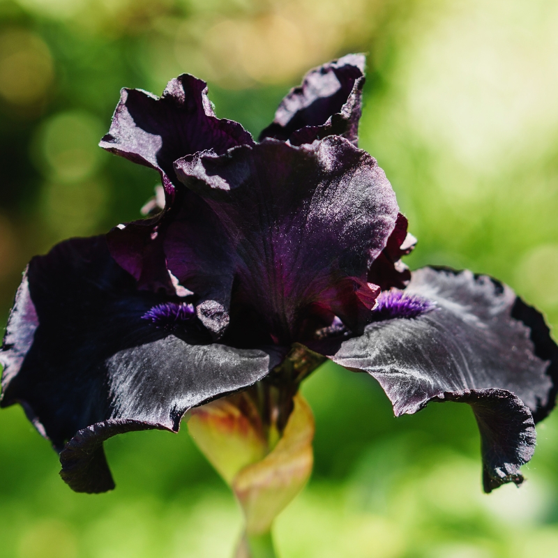Bulbos de flores negras