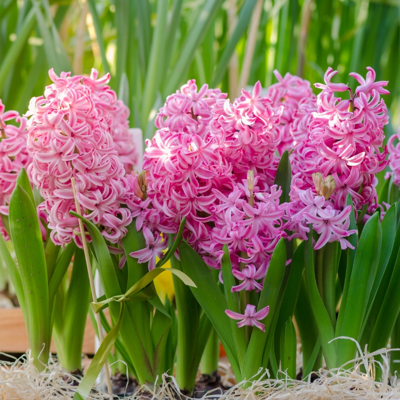 Bulbos de flores rosas