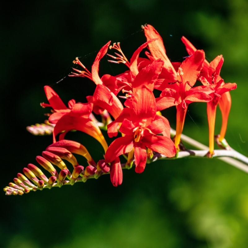 Bulbos de flores rojas