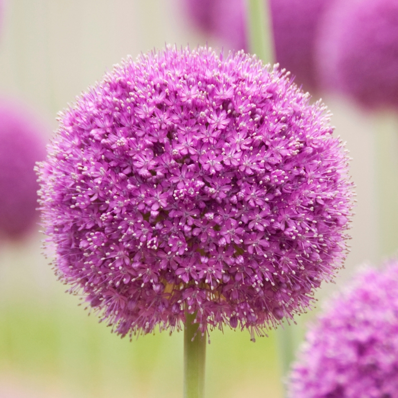 Bulbos de flores violetas, malvas o púrpuras