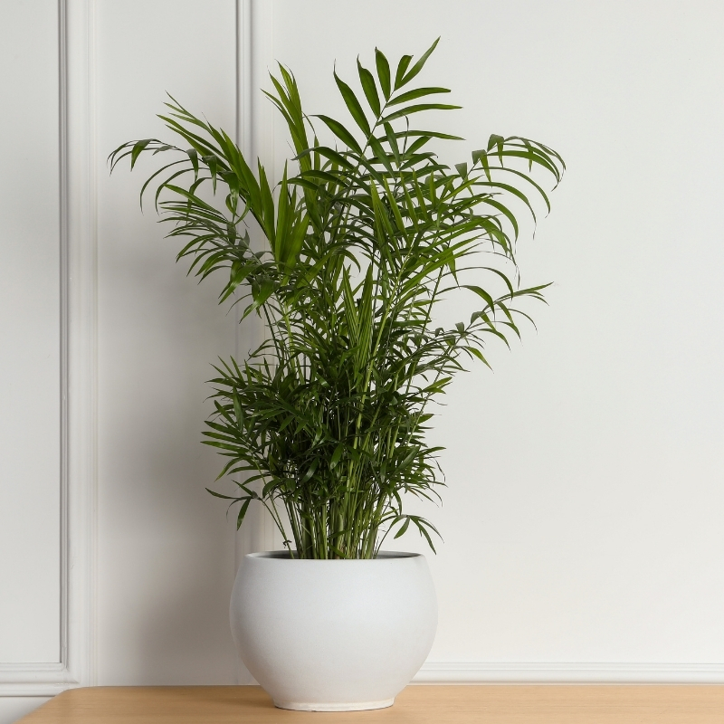 Chamaedorea - Palmera enana