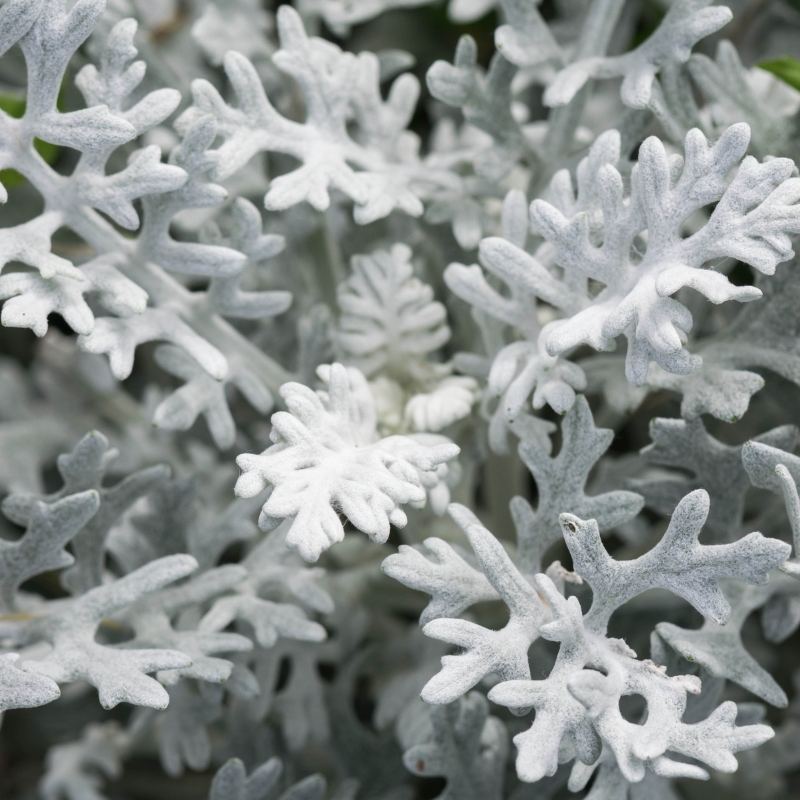 Senecio cineraria - Cineraria gris