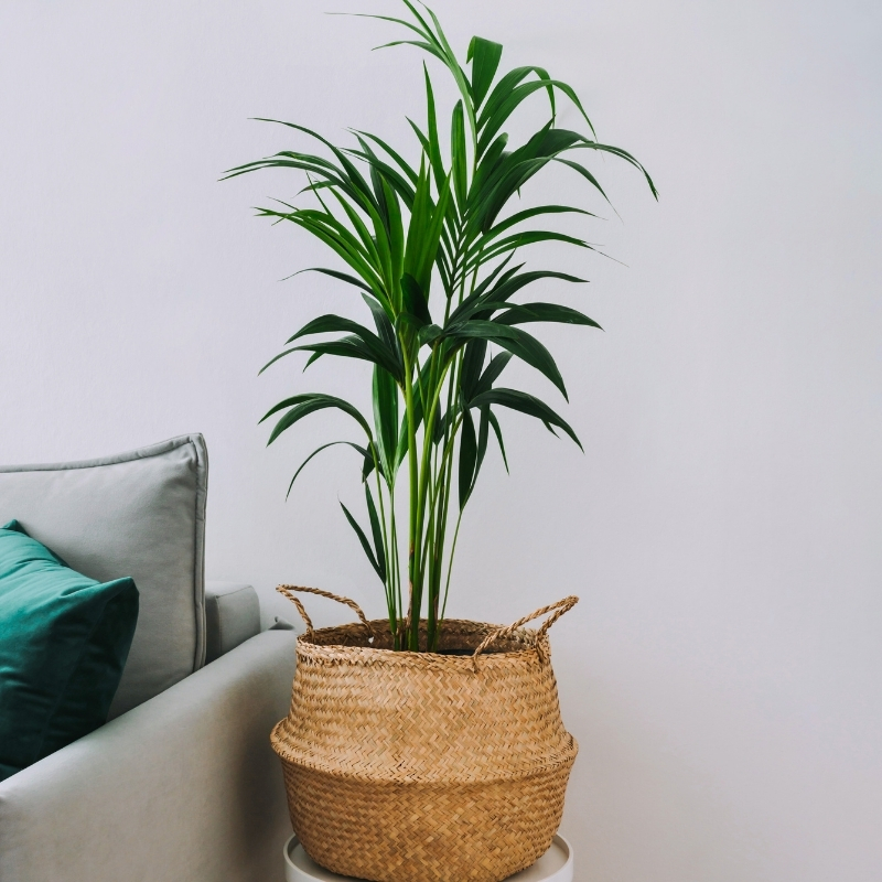 Dypsis - Palmera