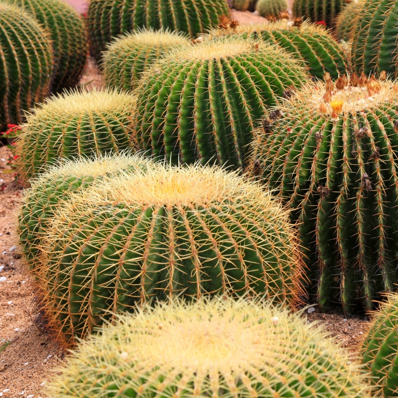Echinocactus