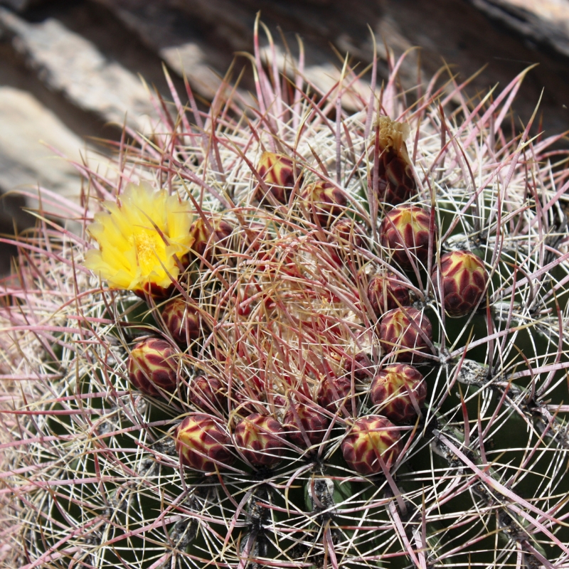 Ferocactus - Ferocacto