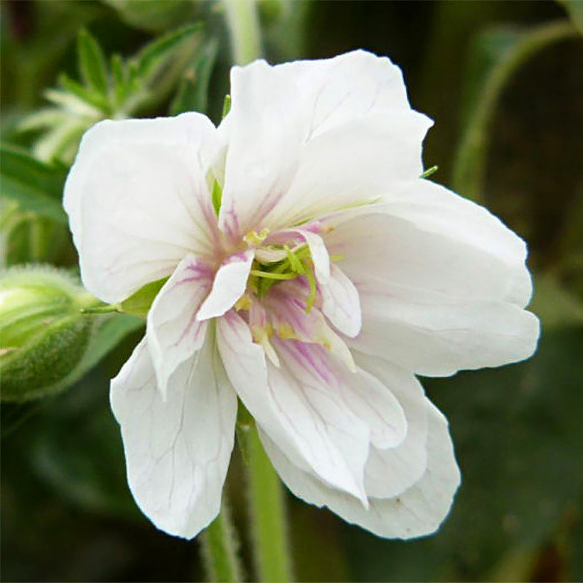 Geranium pratense - Geranio de los prados