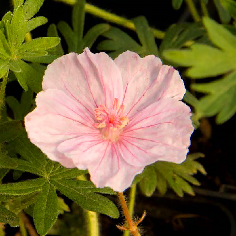 Geranium sanguineum -Geranio sanguíneo