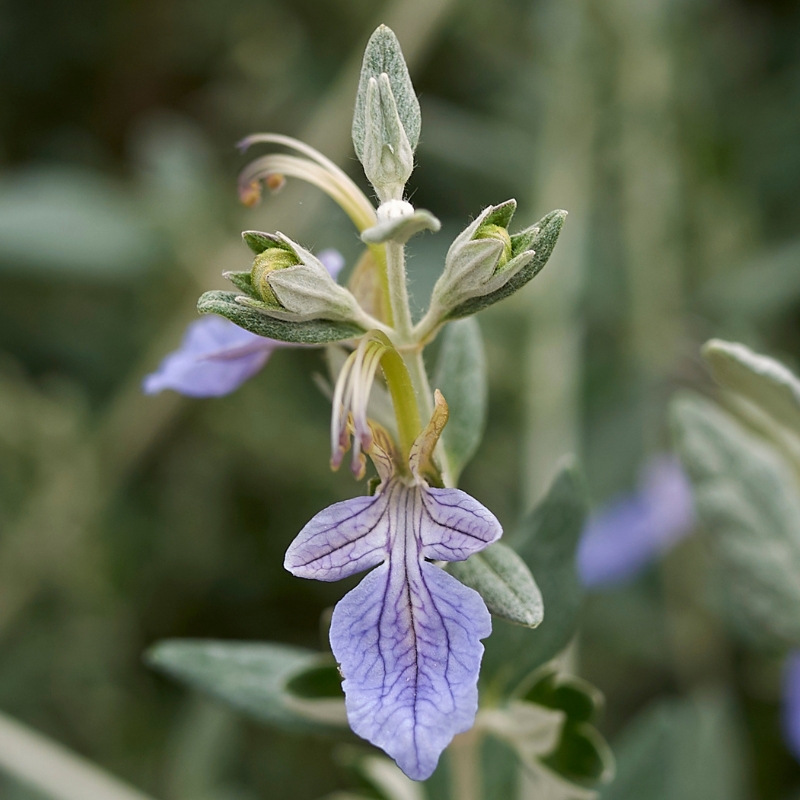 Teucrium fruticans - Olivilla