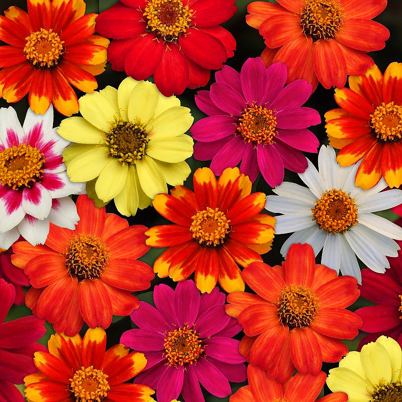 Semillas de Zinnias