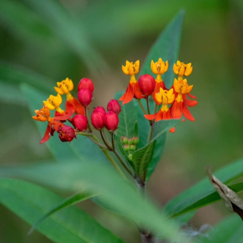 Semillas de Asclepias 