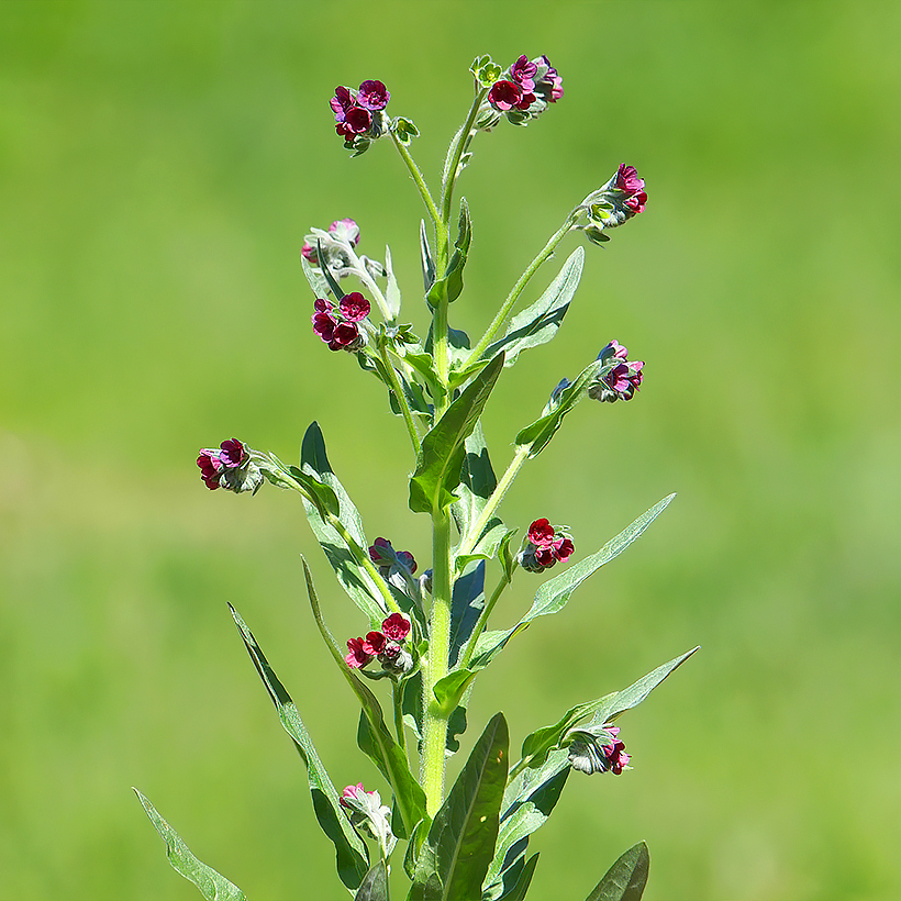 Semillas de Cynoglossum - Lengua de perro