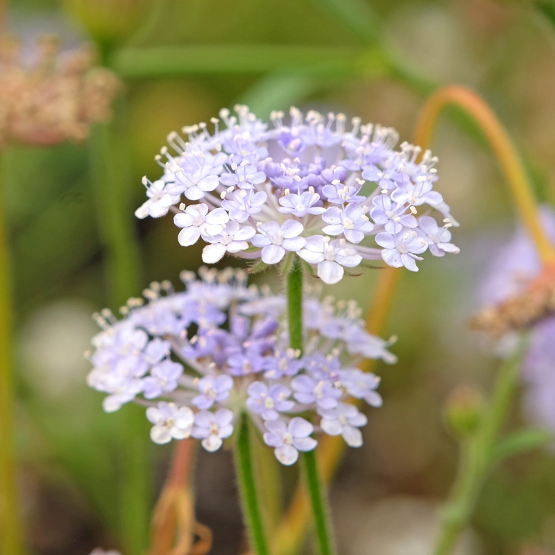 Semillas de Didiscus 
