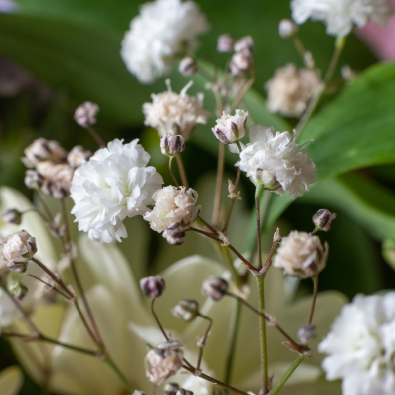 Semillas de  Gipsófila - Gypsophila
