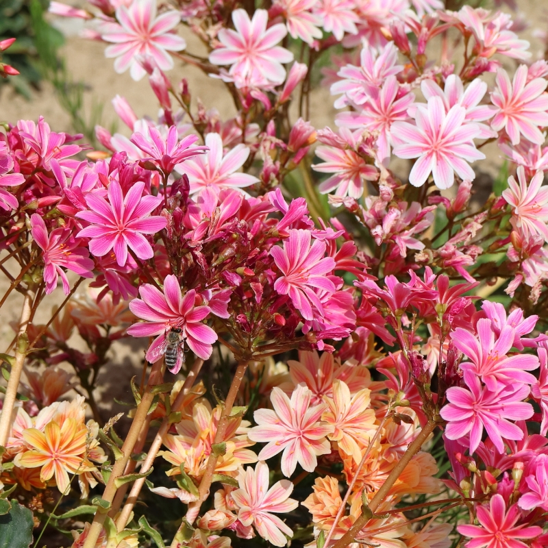 Semillas de Lewisia 