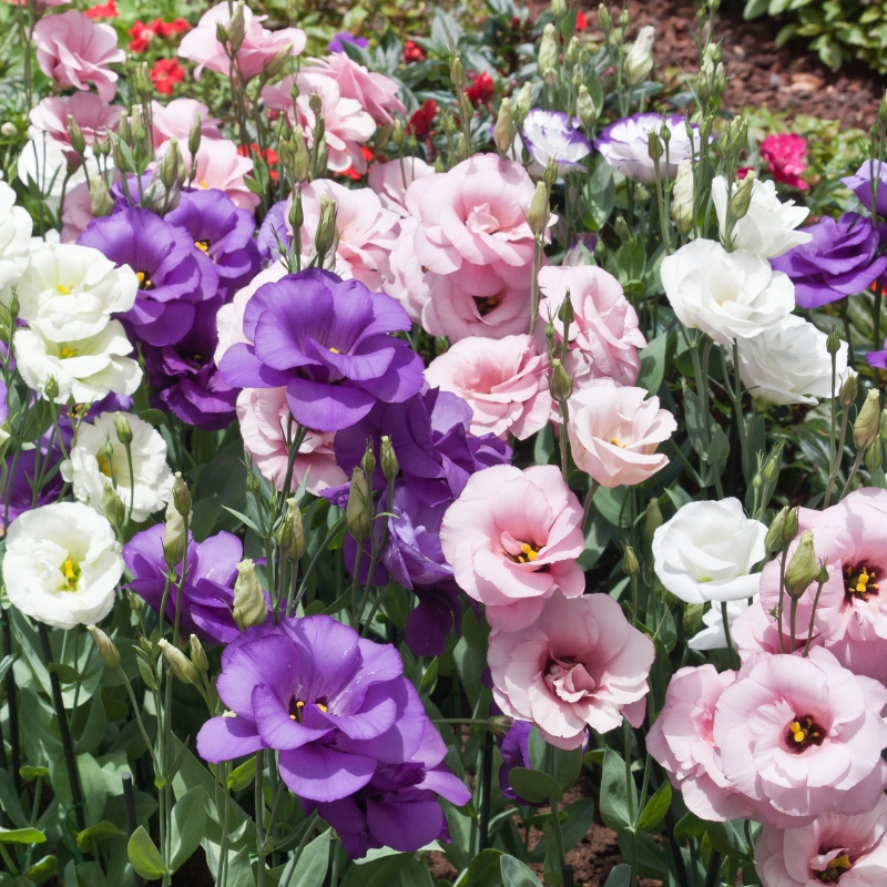 Semillas de Lisianthus - Eustoma)