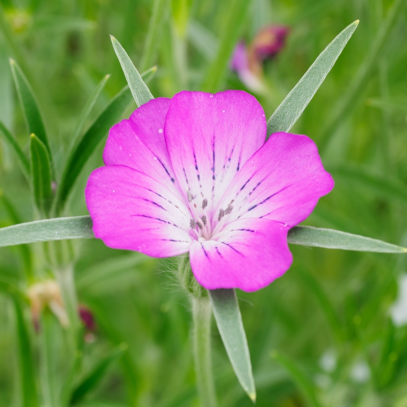 Semillas de Neguilla - Agrostemma githago