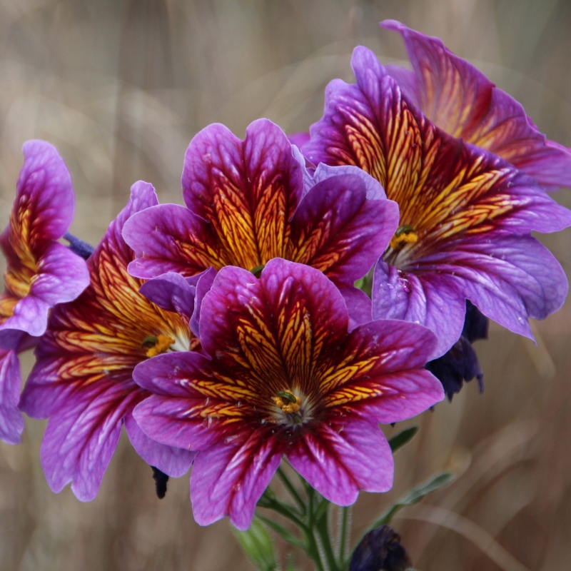 Semillas de Salpiglossis - Panza de burro