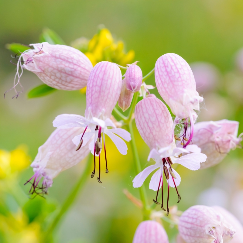 Semillas de Silene