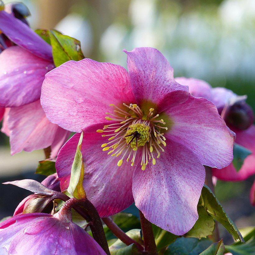 Helleborus niger, rosa de Navidad