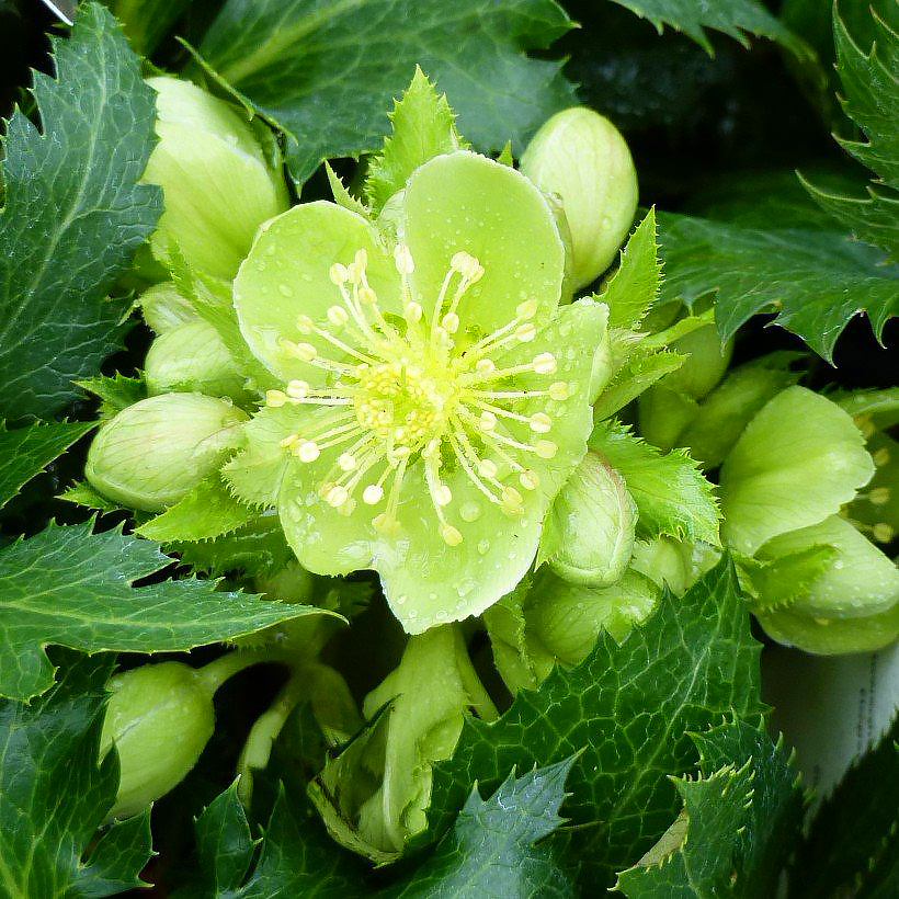 Heléboro sternii