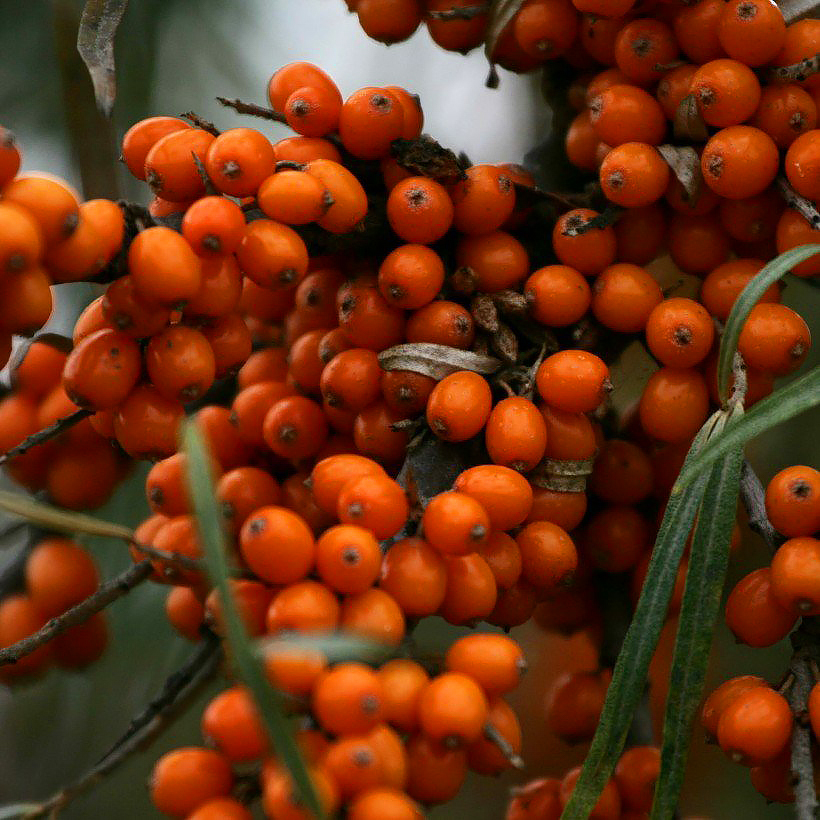 Hippophae - Espino amarillo