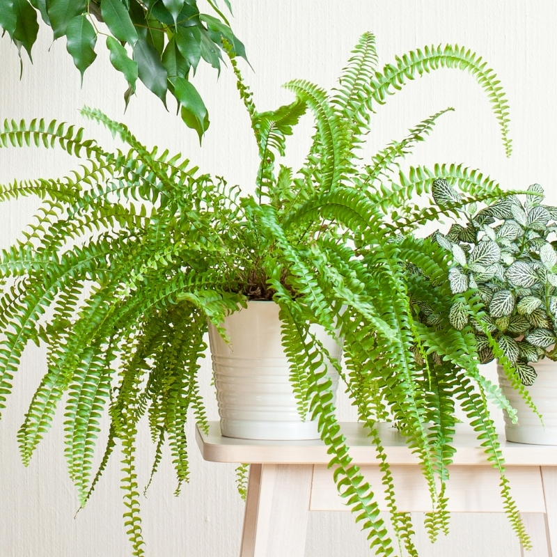 Nephrolepis - Helecho de Boston