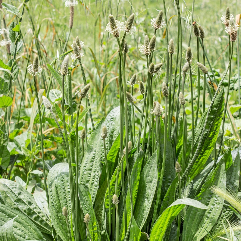 Plantago